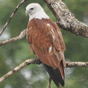 Brahminy Kite