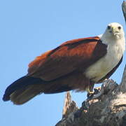 Brahminy Kite