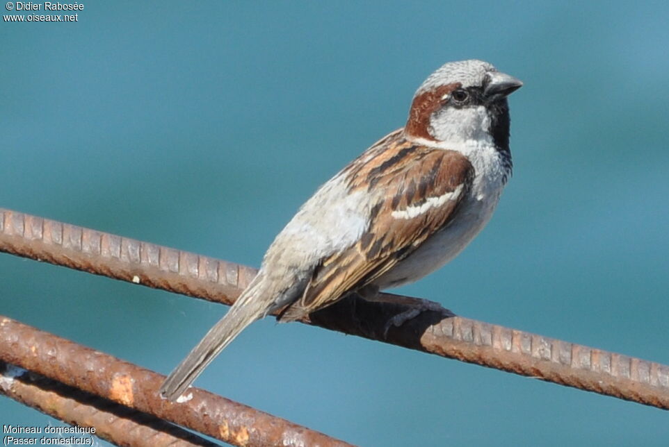 Moineau domestique mâle adulte