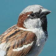 House Sparrow