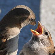 House Sparrow