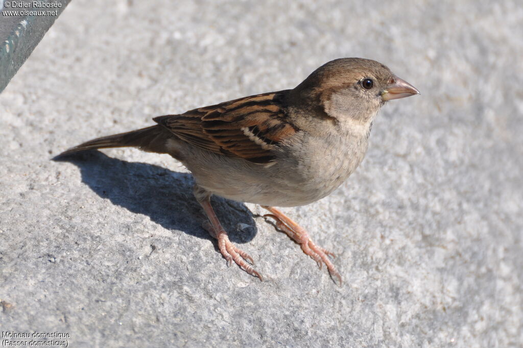 House Sparrow female