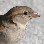 Moineau domestique