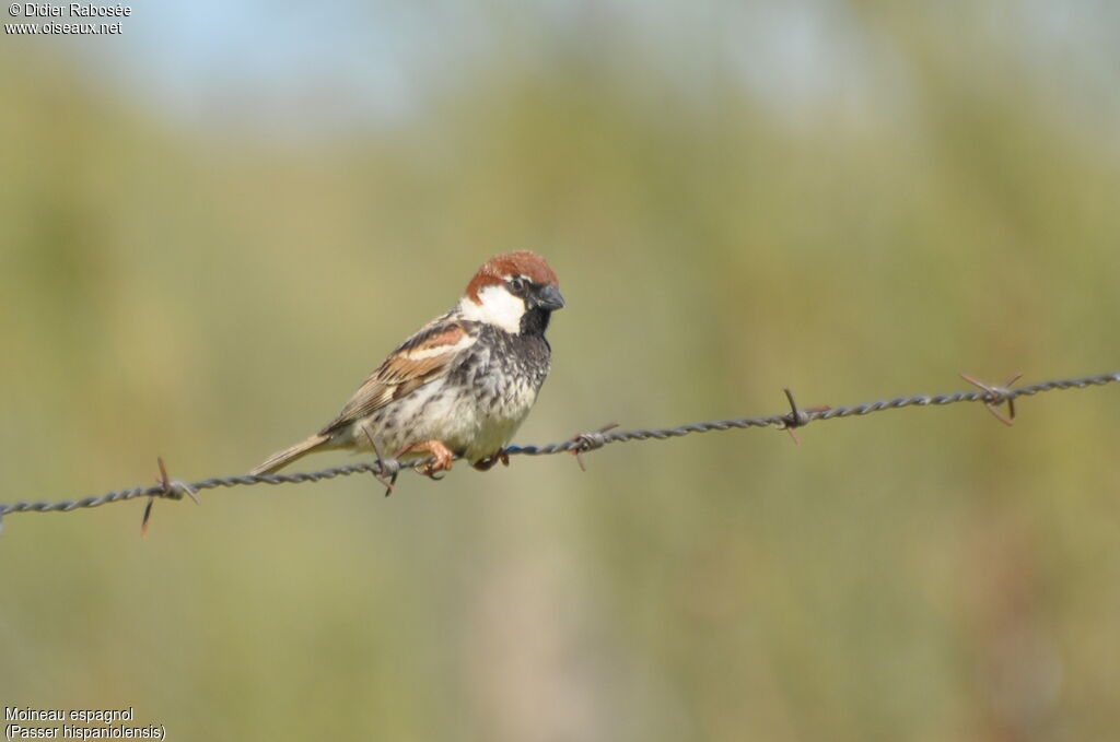 Spanish Sparrow male adult