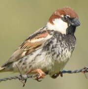 Spanish Sparrow