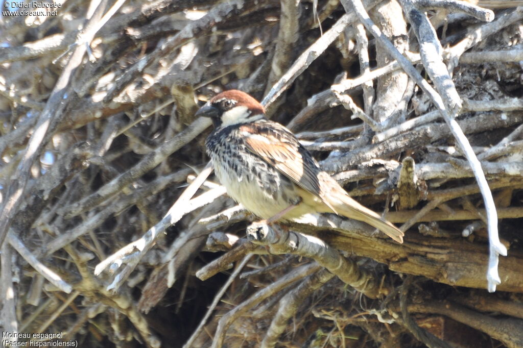 Moineau espagnol mâle adulte