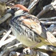 Spanish Sparrow