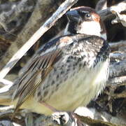 Spanish Sparrow