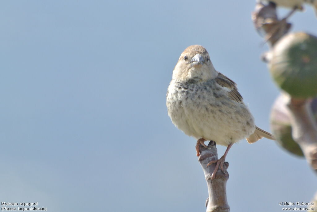 Moineau espagnol femelle