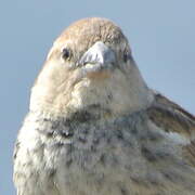 Spanish Sparrow