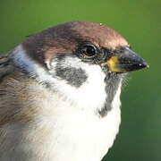 Eurasian Tree Sparrow