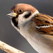 Eurasian Tree Sparrow