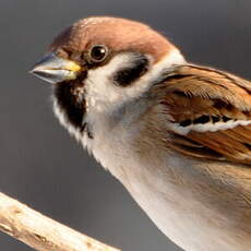 Moineau friquet