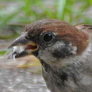 Eurasian Tree Sparrow