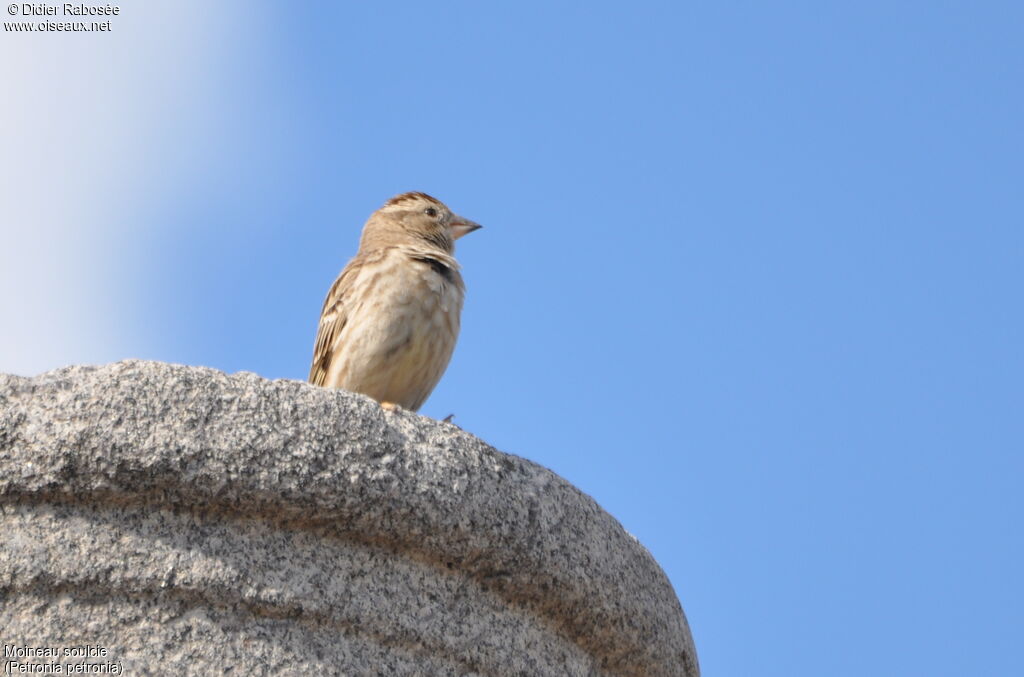 Rock Sparrow