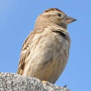 Rock Sparrow