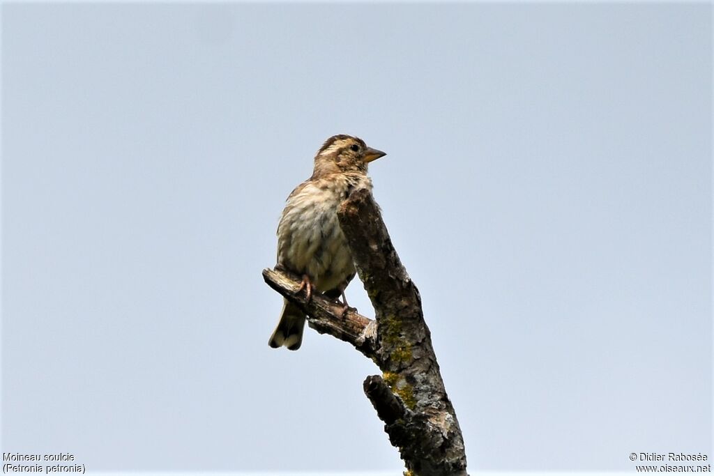 Rock Sparrow