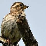 Rock Sparrow