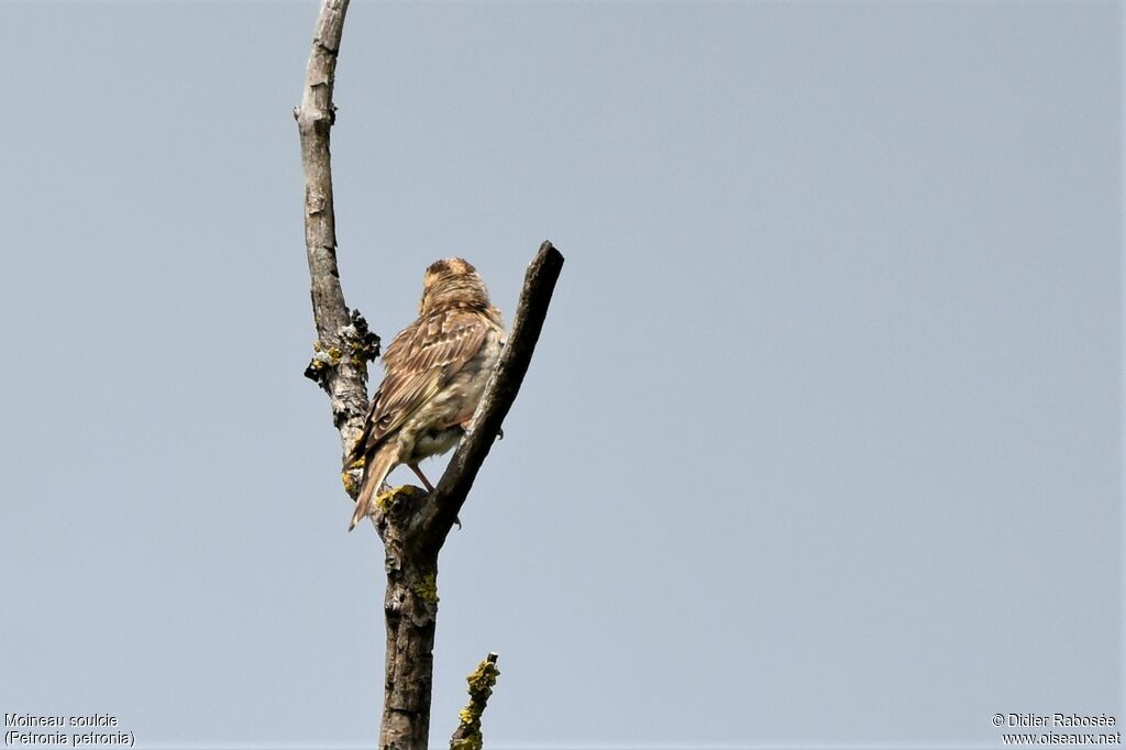 Rock Sparrow, identification