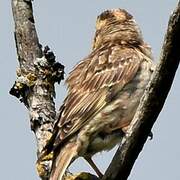 Rock Sparrow