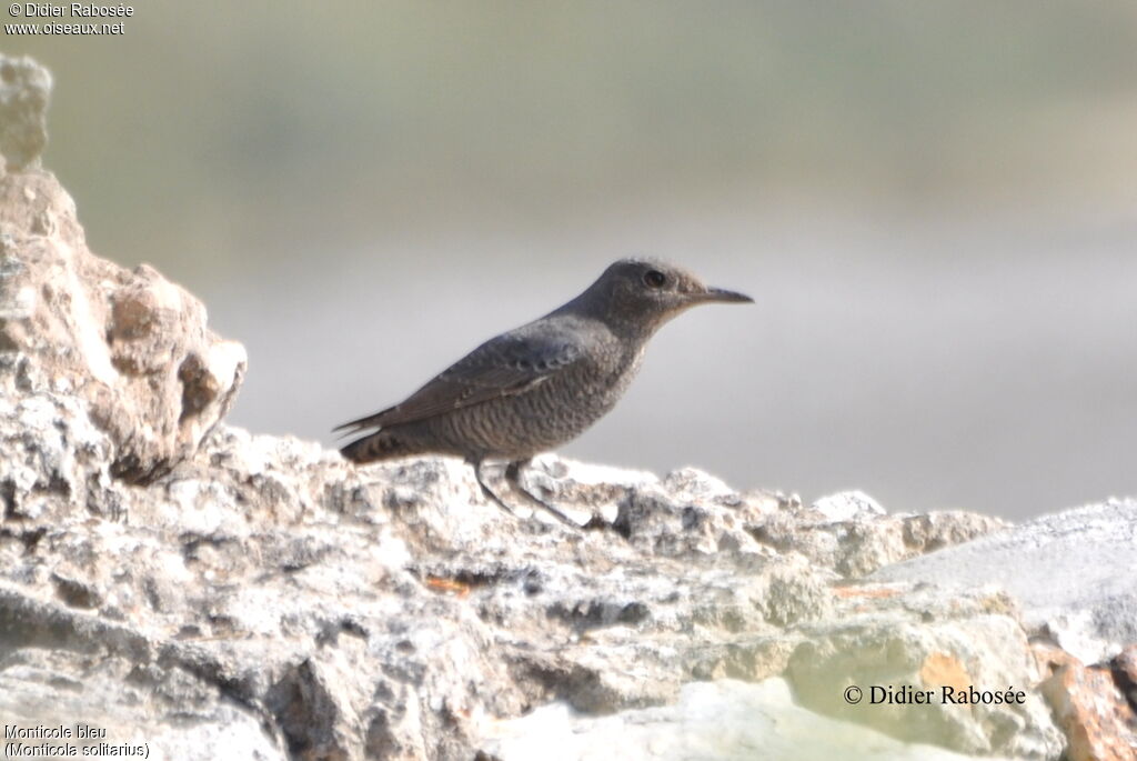 Blue Rock Thrush female