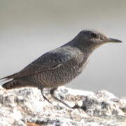 Blue Rock Thrush