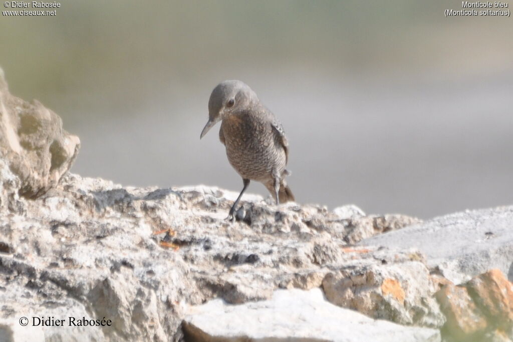 Blue Rock Thrush female