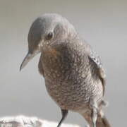 Blue Rock Thrush