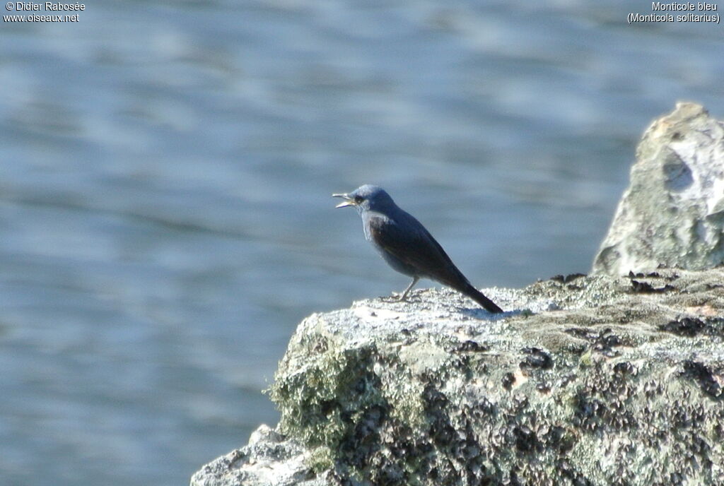 Monticole bleu mâle, chant