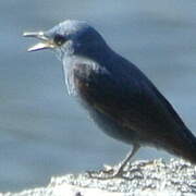 Blue Rock Thrush