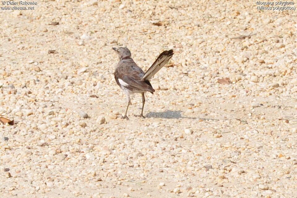 Northern Mockingbird