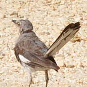 Northern Mockingbird