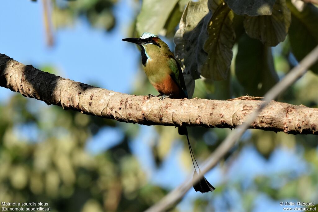 Turquoise-browed Motmot