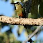 Motmot à sourcils bleus