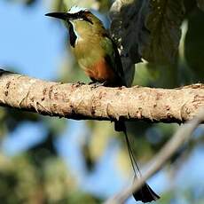 Motmot à sourcils bleus