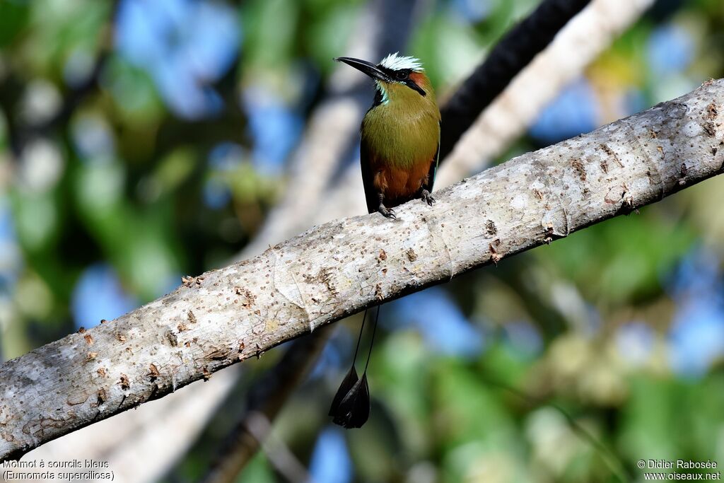 Turquoise-browed Motmot