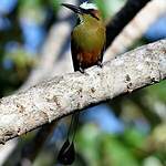 Motmot à sourcils bleus