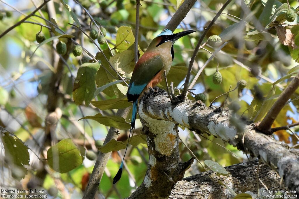 Motmot à sourcils bleus