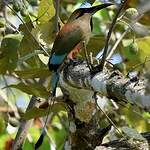 Motmot à sourcils bleus