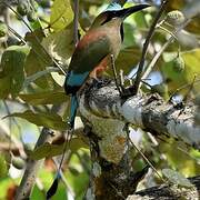 Motmot à sourcils bleus