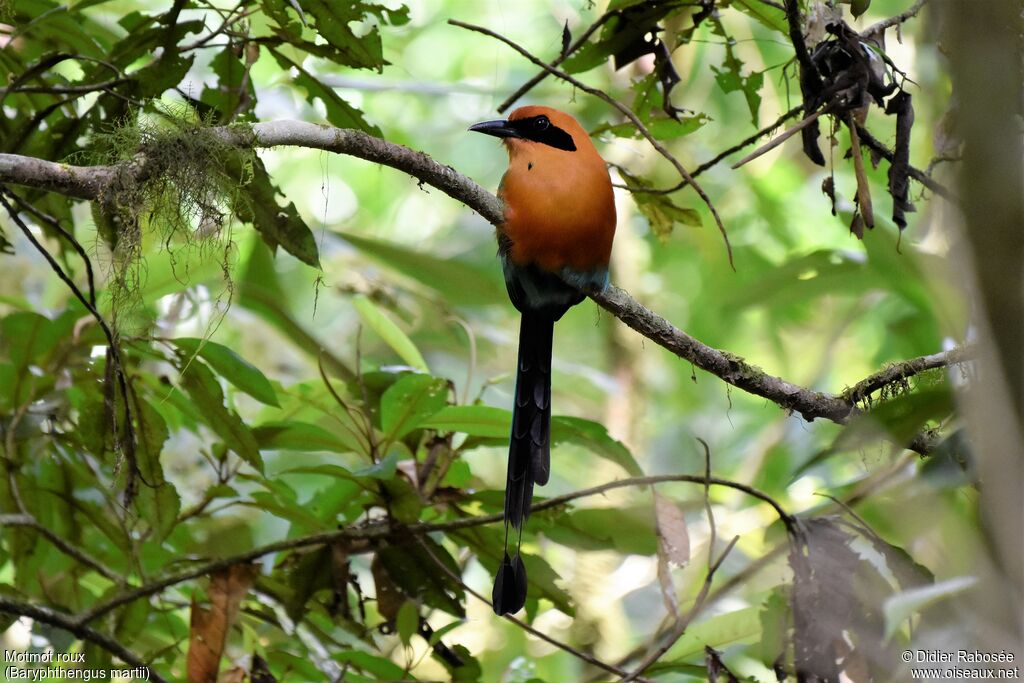 Rufous Motmot