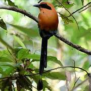 Rufous Motmot