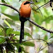 Rufous Motmot