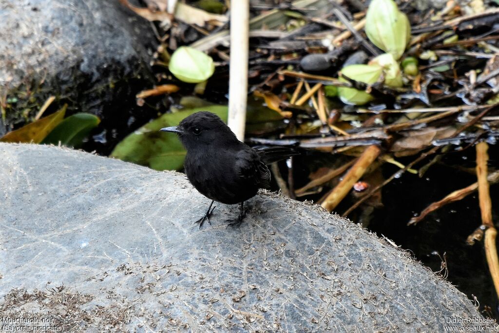 Moucherolle noir