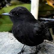 Black Phoebe