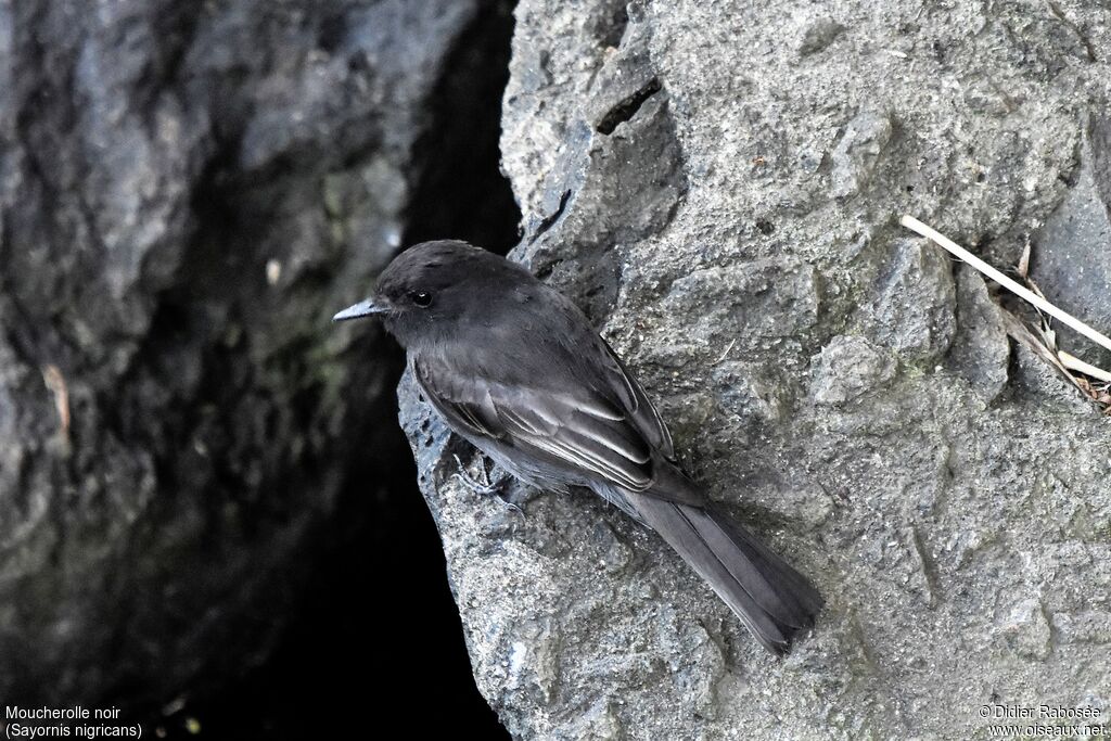 Black Phoebe