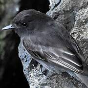 Black Phoebe