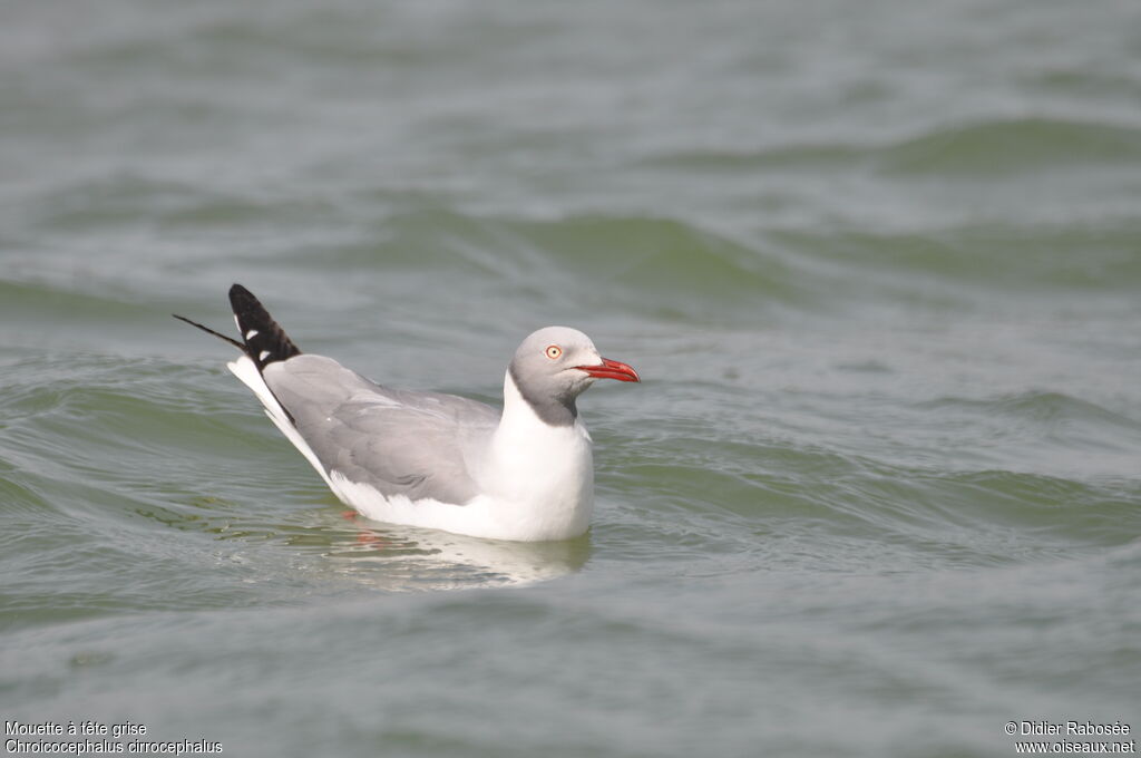 Mouette à tête griseadulte nuptial