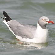 Grey-headed Gull