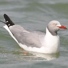 Mouette à tête grise